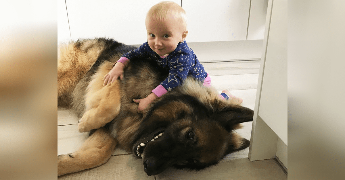 Fun Loving German Shepherd Adores His Baby Girl – I Love GSD