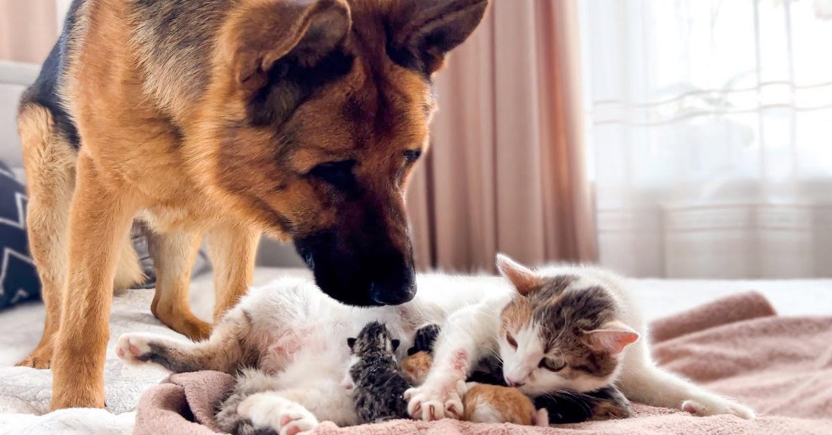 German Shepherd Meets Newborn Kittens For The First Time – I Love GSD