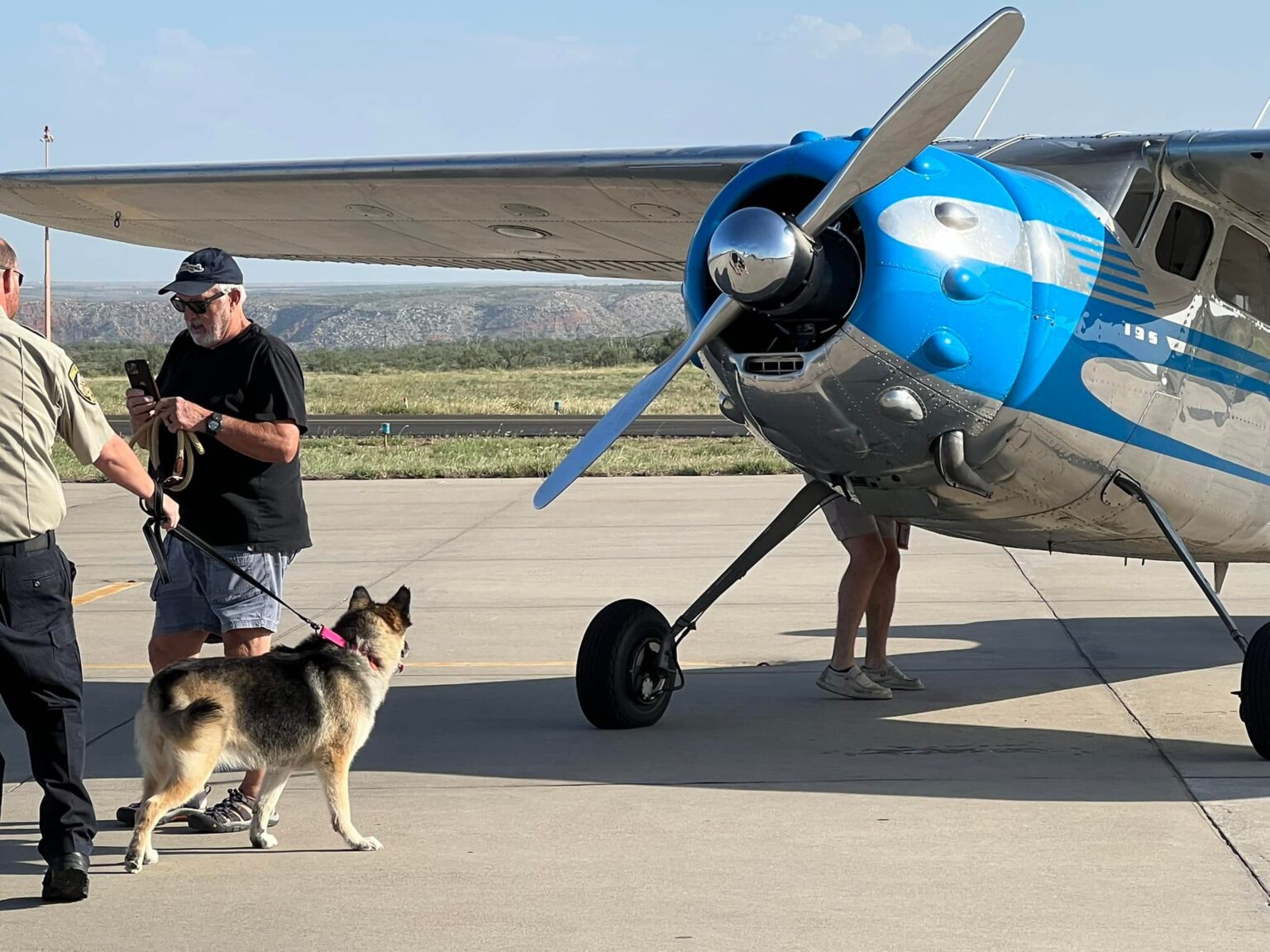 A German Shepherd Stolen 5 Years Ago Is Reunited With Her Family On ...