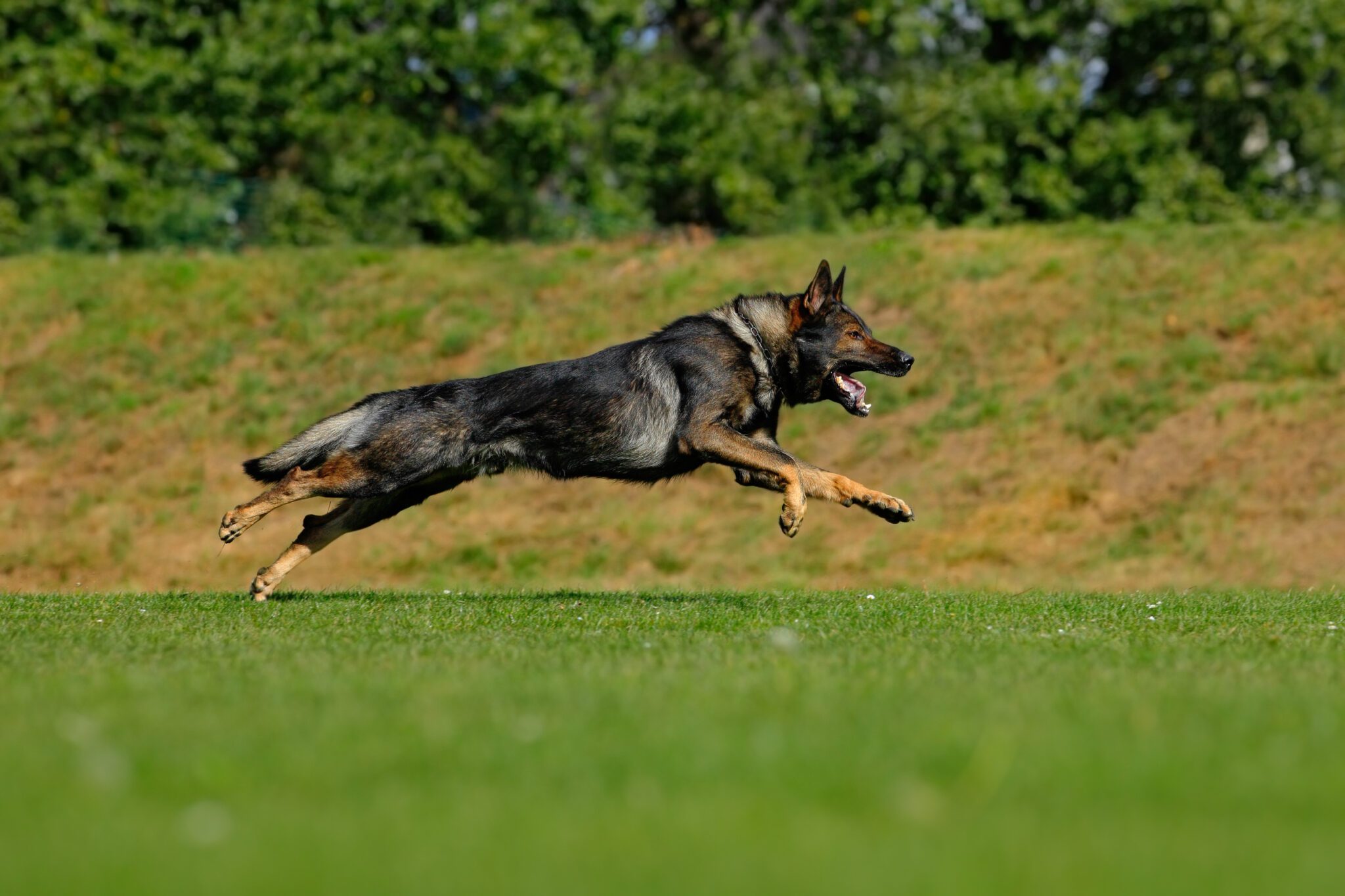 7 Reasons Why German Shepherds Are The Best Dogs On The Planet – I Love GSD