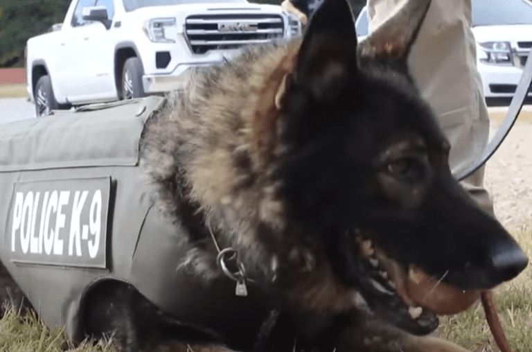 His Bulletproof Vest Saved This Police K9’s Life – I Love GSD