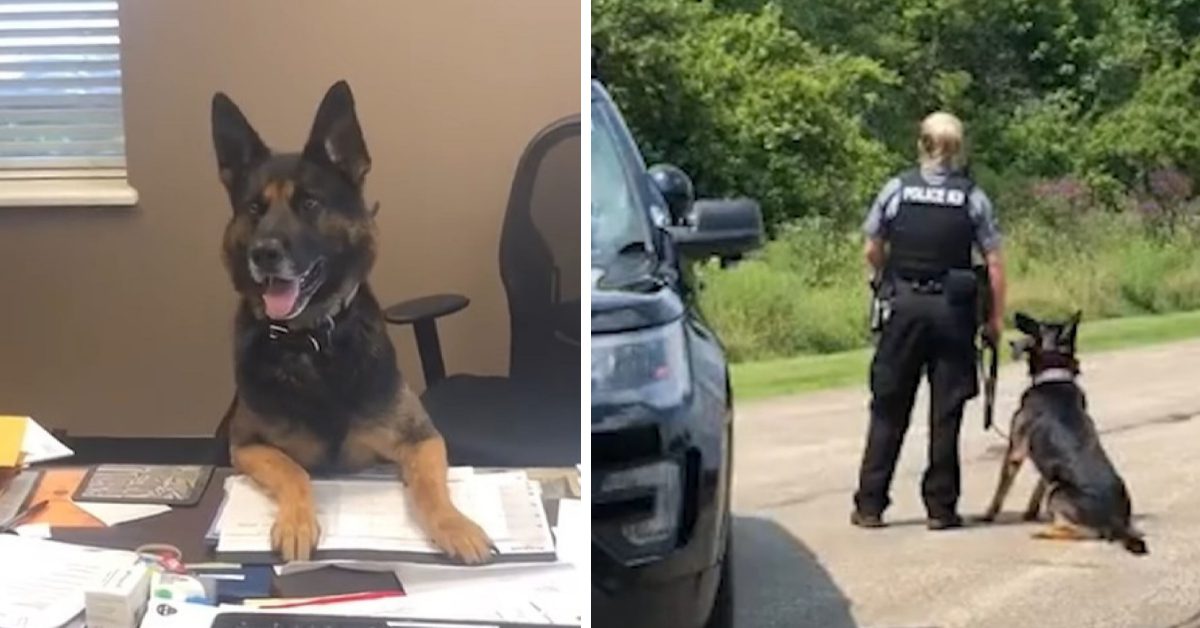 What It’s Like To Work With A Police K9 Every Day – I Love GSD