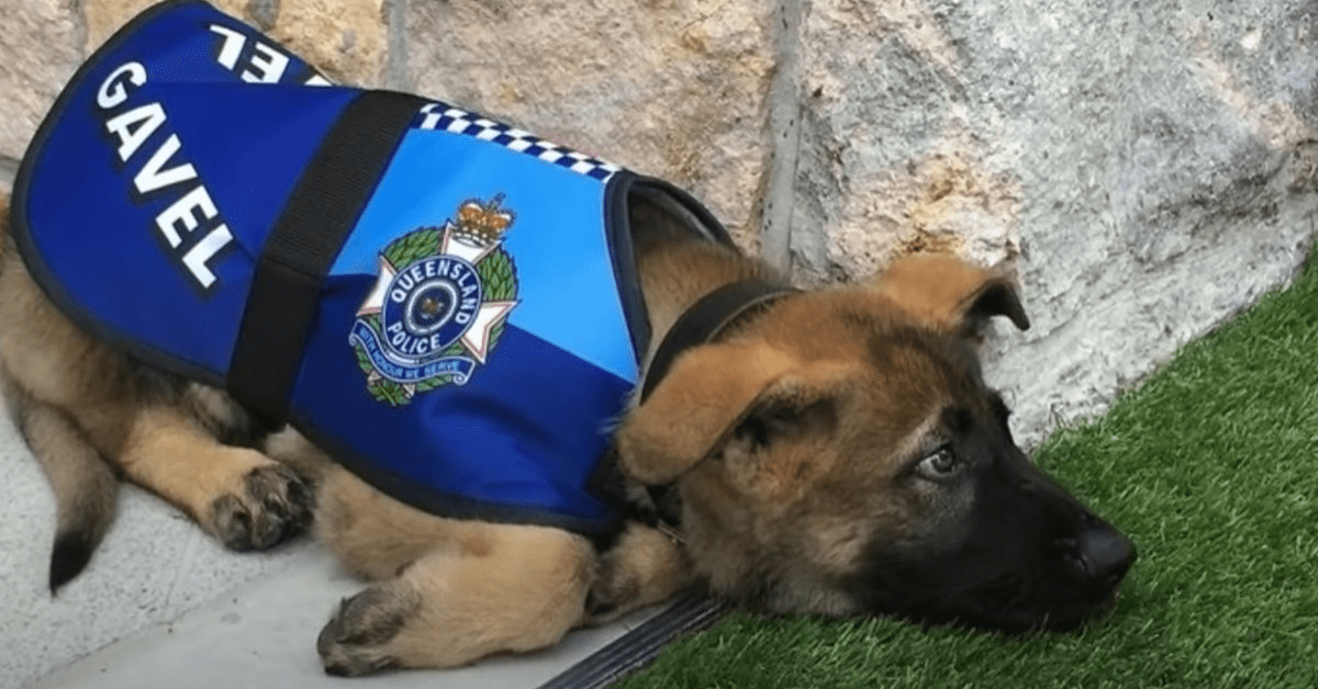 police-dog-that-got-fired-for-being-too-friendly-gets-a-new-job-i