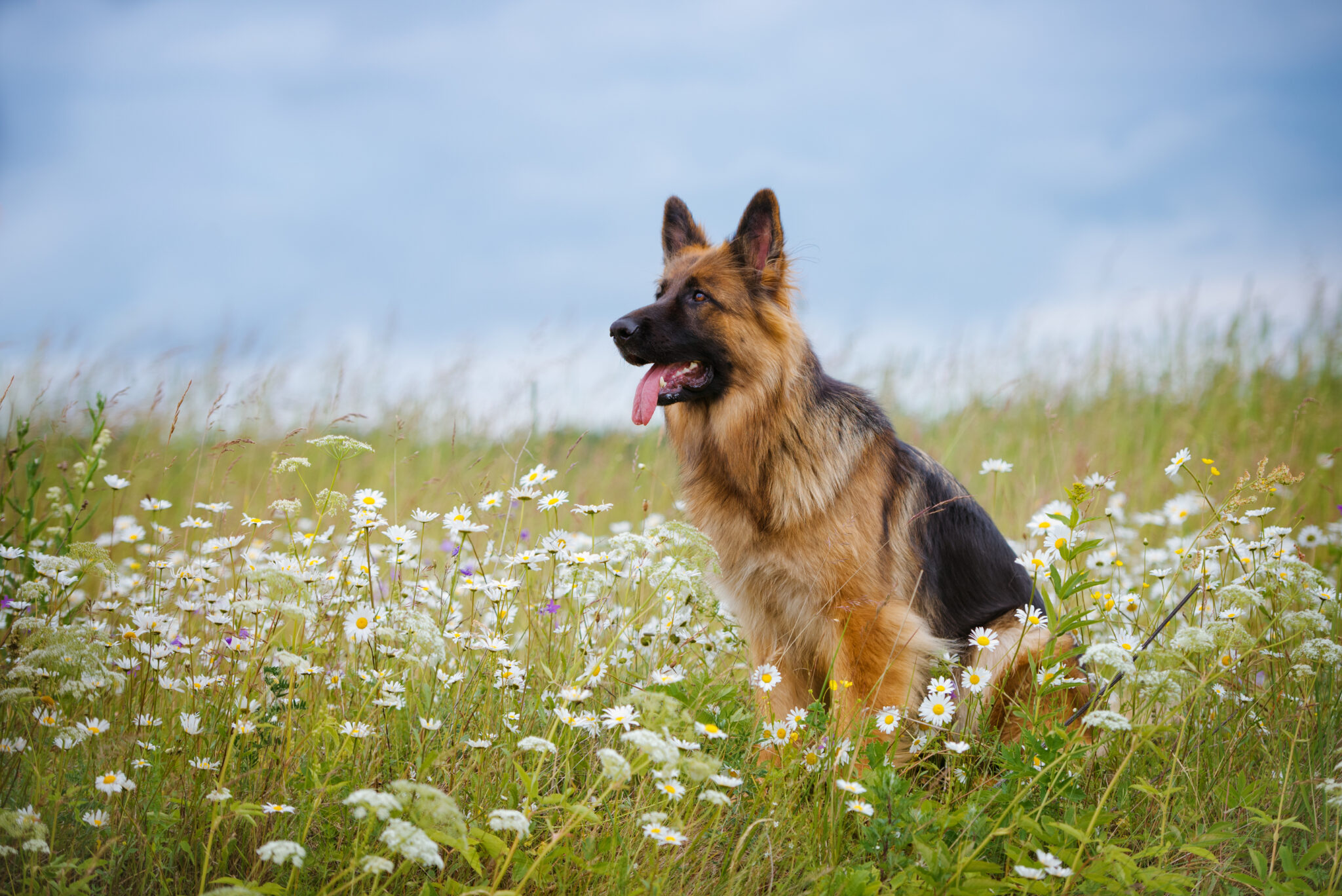 What Makes German Shepherds So Loyal? Fun Facts You’ll Love