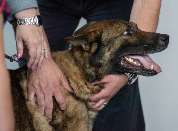K9 Cheeseburger Retires After 8 Years Of Service – I Love GSD