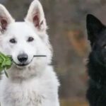 A German Shepherd Love Story as Pure as Black and White