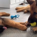 German Shepherd Steals His Toy Back from An Adorable Puppy