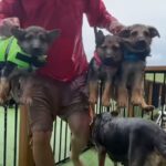 Three Adorable German Shepherd Puppies Learn to Swim